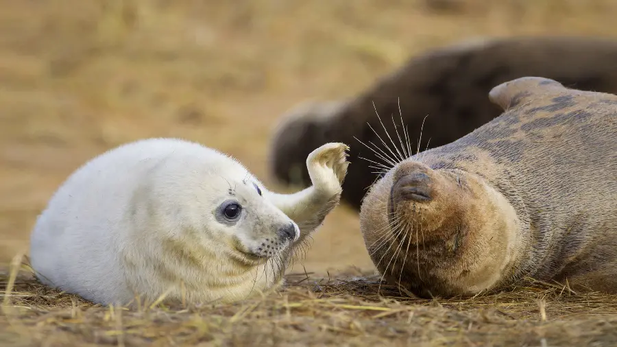 Funny photo of two seals together for desktop 2023