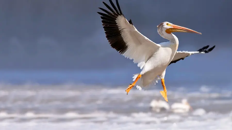 High quality American white pelican wallpaper 