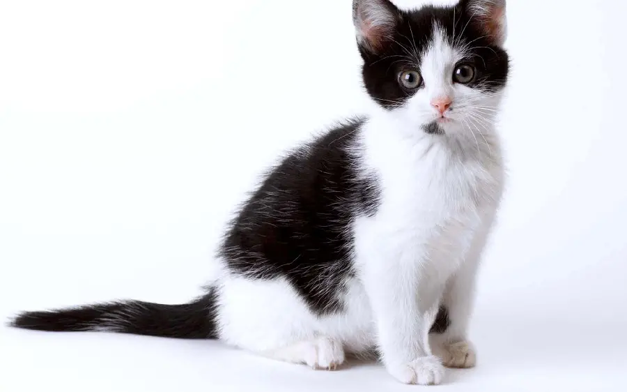 Background photo of a black and white Gogoli cat and Cute