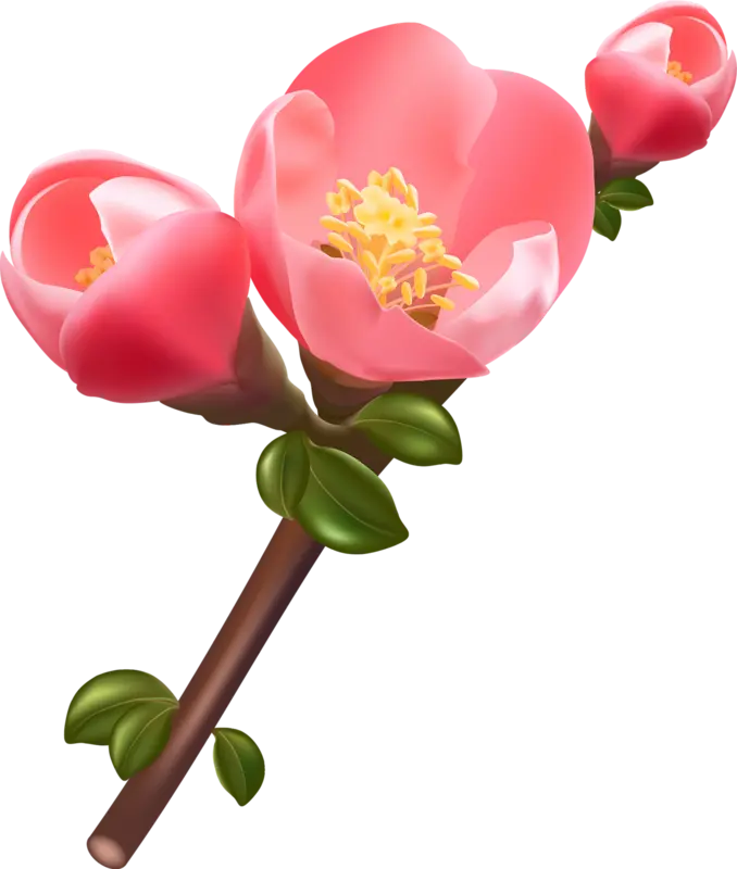 Download Fresh Blossom Fruit Tree Photo in PNG Format