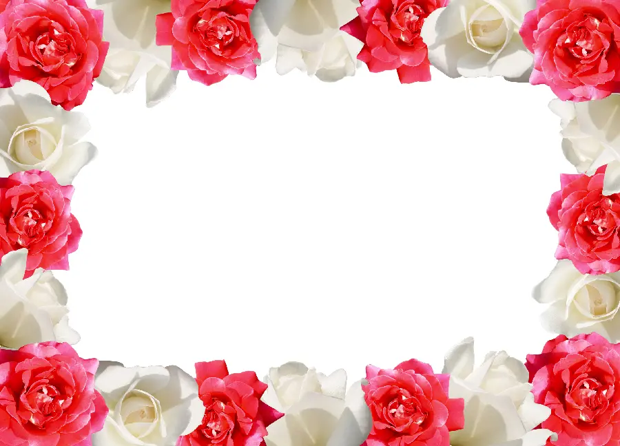 Beautiful Frame Stock Photo with Beautiful Red and White Flowers for Writing Valentine's Day Greetings