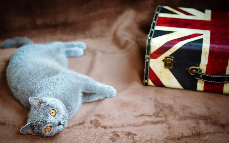 New wallpaper of a domestic cat with a unique and special color 