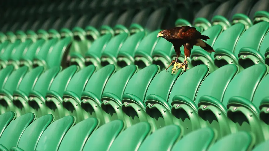 Specially selected HD wallpaper and background 2023 of a lone and sharp and clever eagle