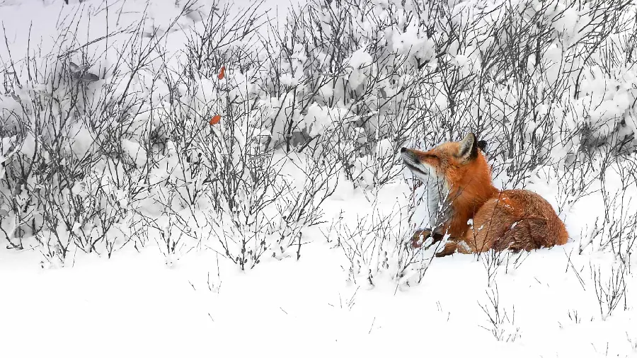 Guguli Orange Fox Wallpaper in White and Cold Winter Snows 