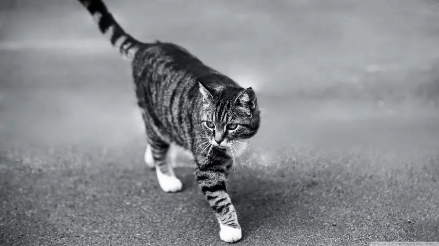 Black and white wallpaper of a beautiful and mellow cat in high quality