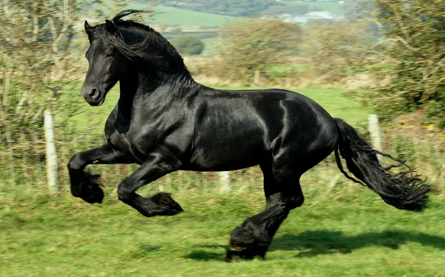 Amazing new stock photo of a black horse for wall poster printing