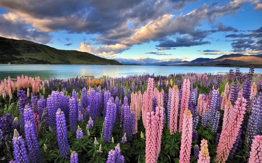 Download photos of a flower garden with a clear and pleasant climate in high quality