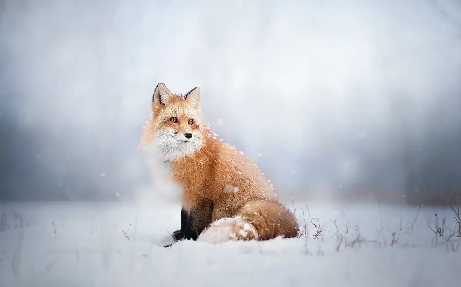 Download cute and funny orange fox background in the snow for the laptop 