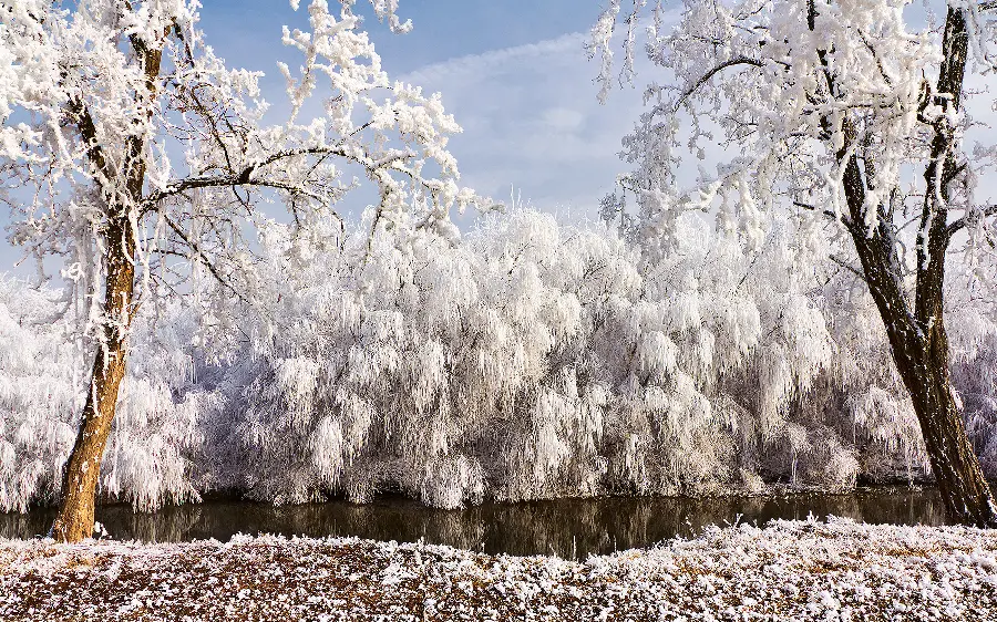 Nature wallpaper Winter beauty and trees surrounded by snow