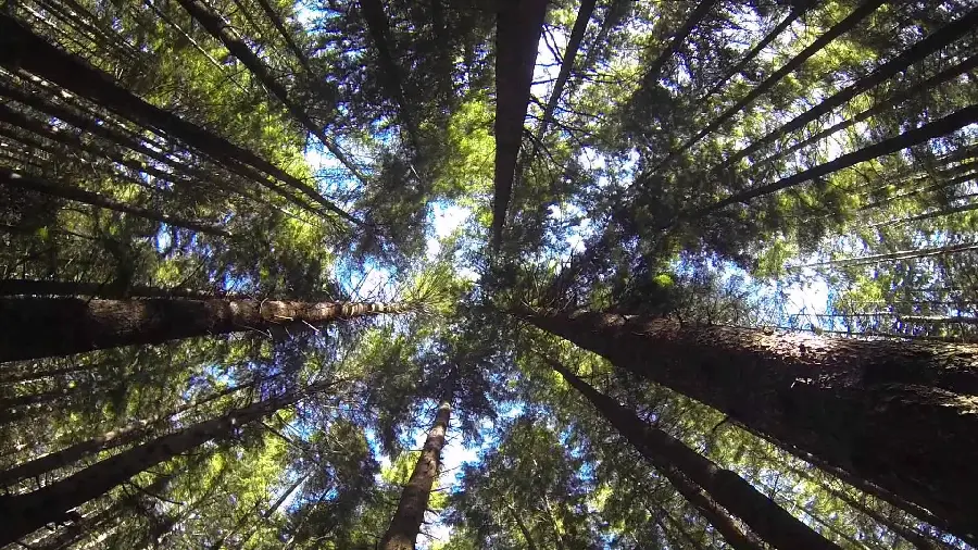 High quality background of tall sequoia trees for lovers ofBay'at