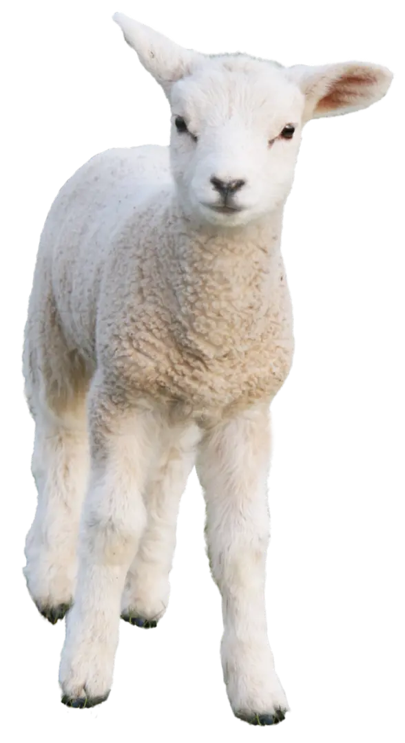 Real White Goat with Fluffy Wool PNG Image of the Most Googly Mammal 