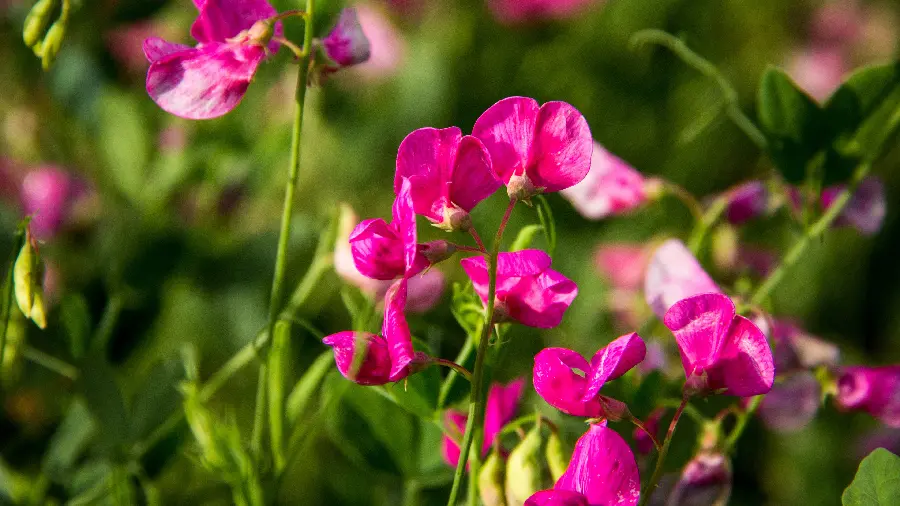 Girl's profile photo of pink flowers in a blurred background