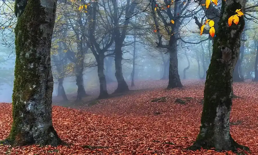 Stock photo of the natural and lush landscape of Mazandaran