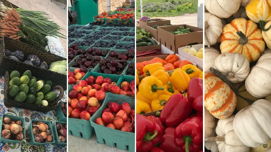 Download image of various pumpkins, tomatoes, oranges and vegetables to eat