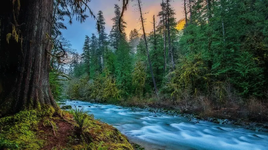 Stylish background and wallpaper of lush forest nature with a river 