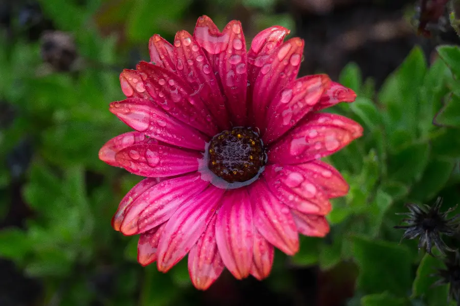 New 5K wallpaper with an attractive pink flower design for Windows 11 and 12