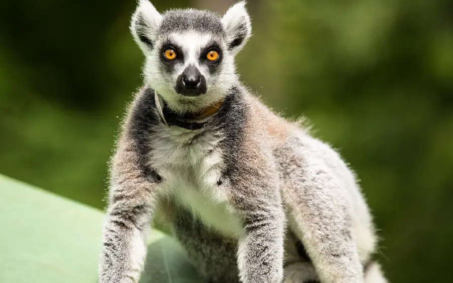 Scary and terrifying Windows background photo of a wild and wild animal with red eyes 