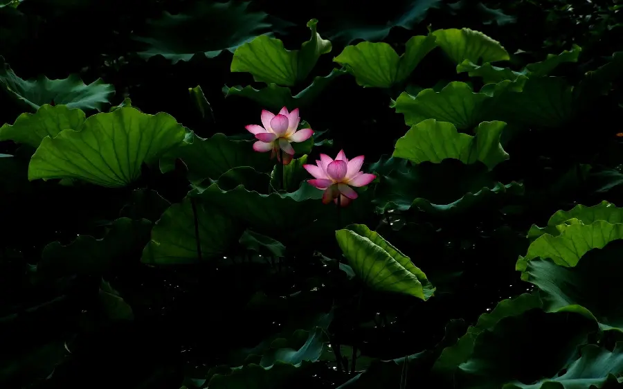 Wallpaper of a swamp plant in the dark of the night and with the best possible quality