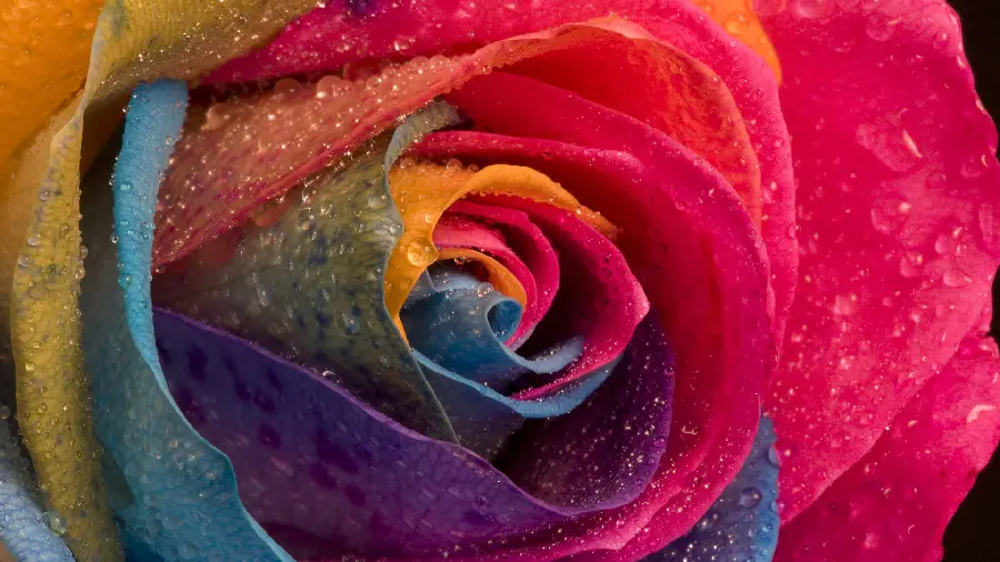 Very beautiful and stylish wallpaper of a colorful rose with dew drops on its petals