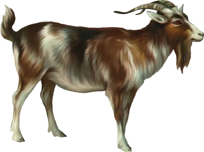 Download PNG image of a beautiful and special rare Iranian goat