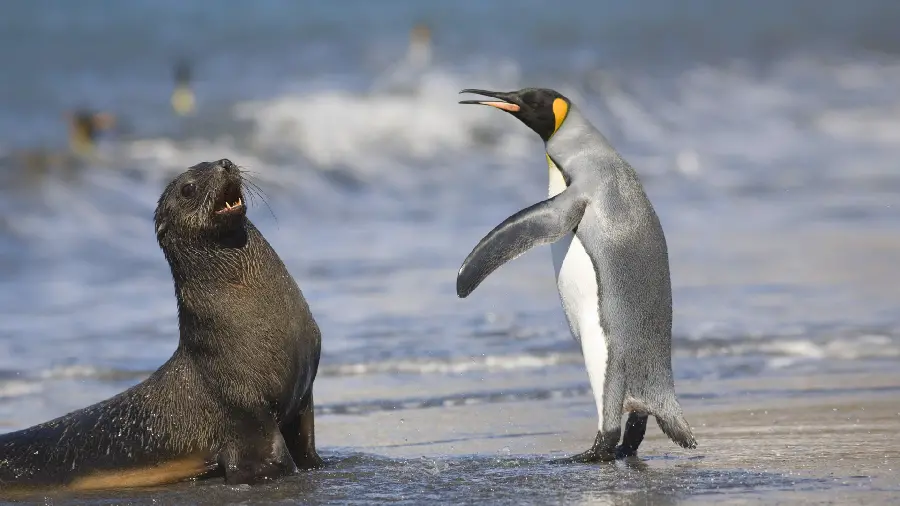 Background with a 2023 design of the fight between an emperor penguin and a seal 