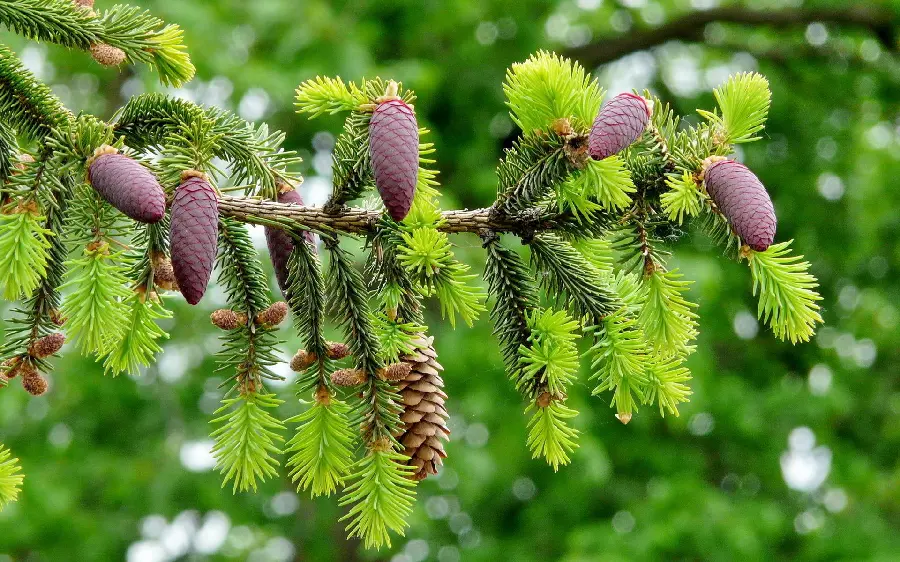 Download free nature photos for Ita and Soroush profiles