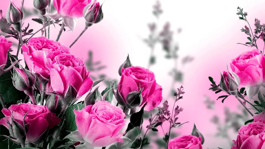 Stock image of attractive pink flowers for profiles and advertisements 