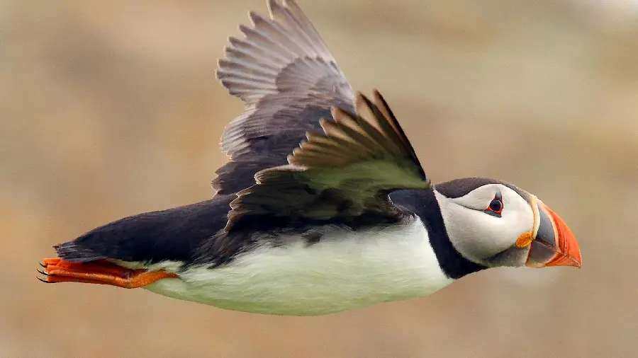 The most beautiful HD Background of the Atlantic Puffin for printing