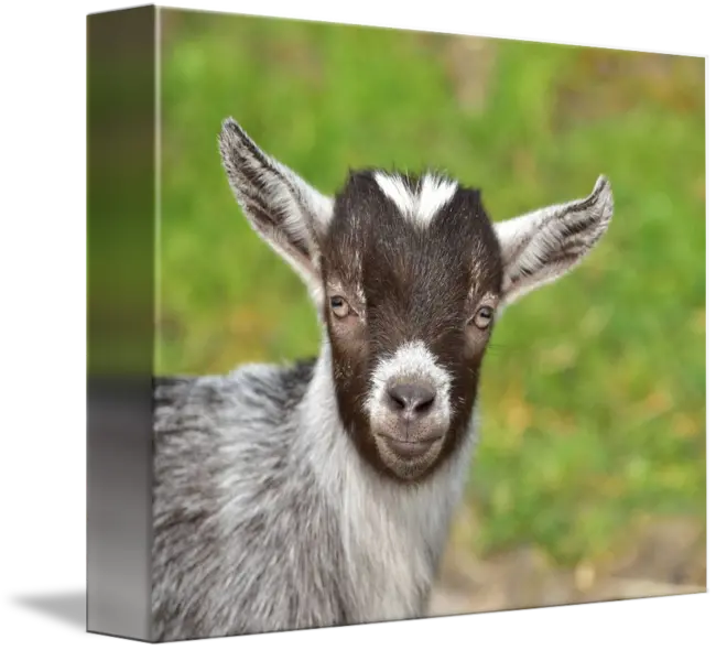 PNG image of a super beautiful and cute real goat with a smile