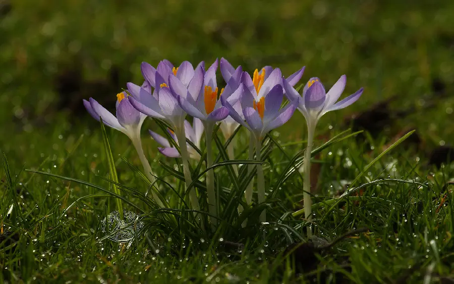 The most downloaded new desktop background photo with a wild flower design
