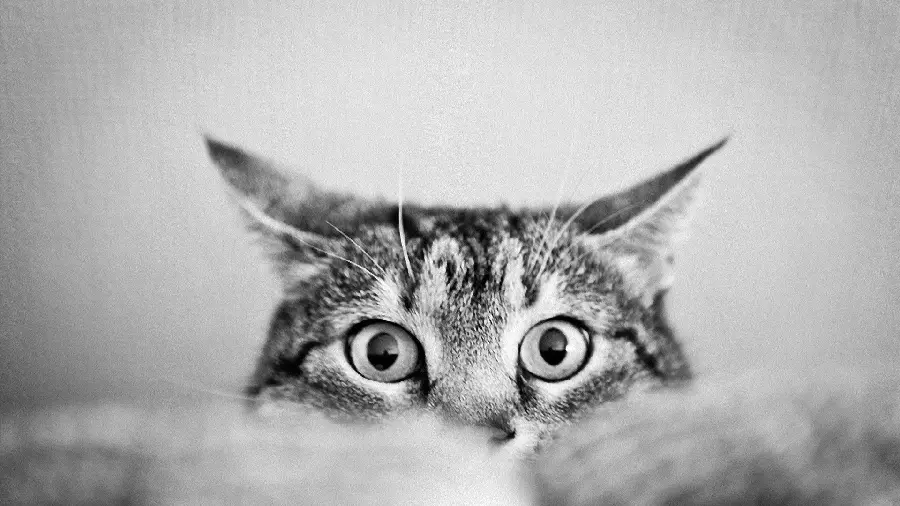 Spectacular and attractive black and white wallpaper of a cute cat