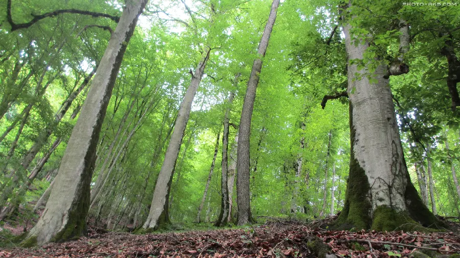 The most important tourist area in the north of the country, Mazandaran province and its functions 