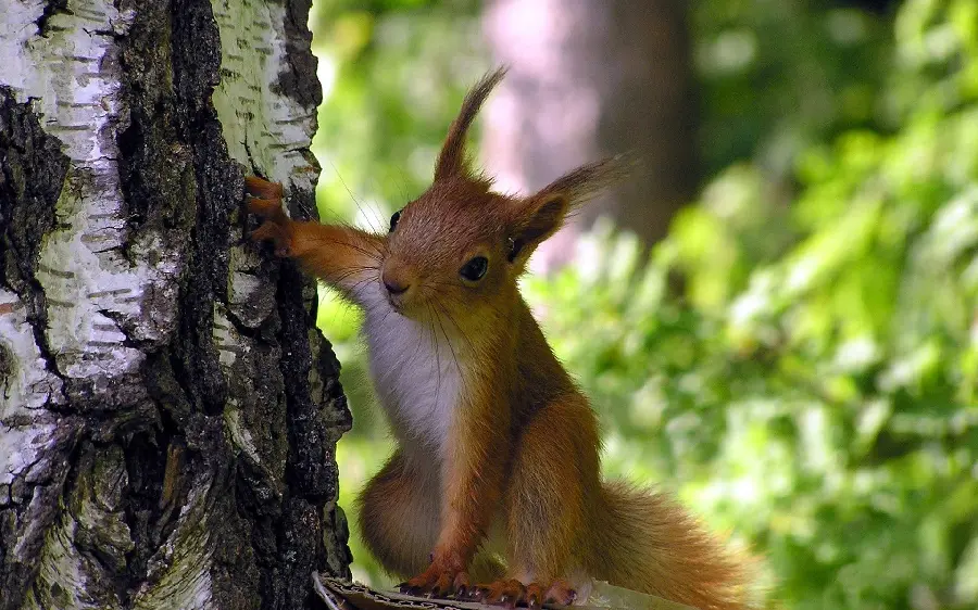 Funny red squirrel wallpaper for laptop sticker printing 2024