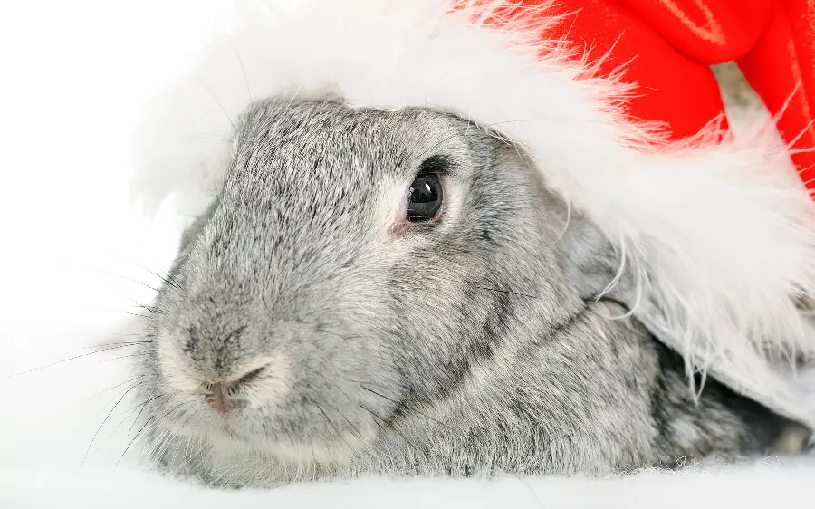 Cute and googly wallpaper of a cute gray rabbit with a white background 