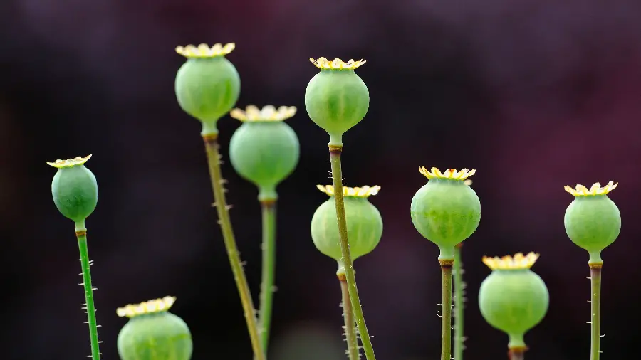 Interesting background of opium poppy in the year 1403 with high quality