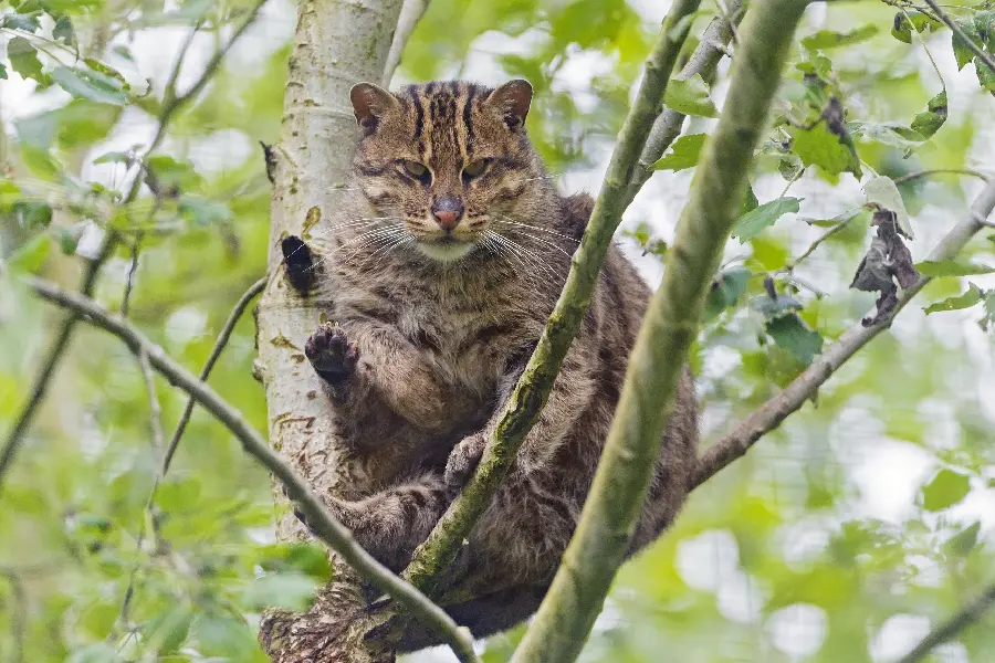 Image of a wild cat on a tree in nature for animal lovers' backgrounds
