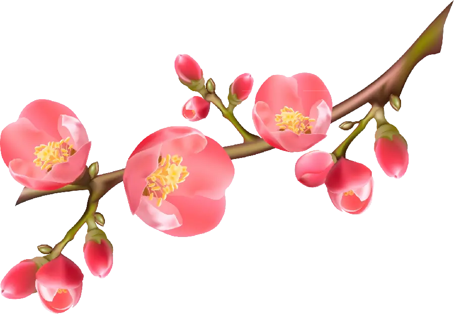 PNG image png and cut around fruit tree blossom to 