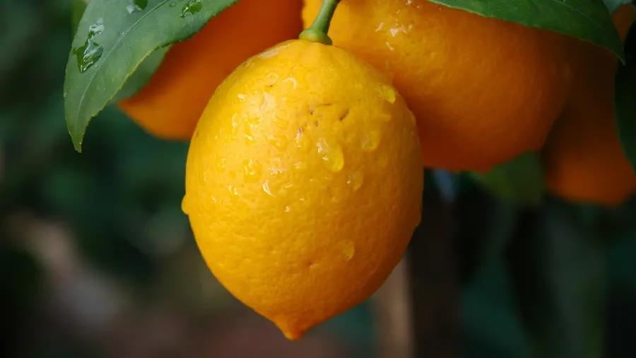 Photo of fresh fruit on a tree for gardeners' profiles