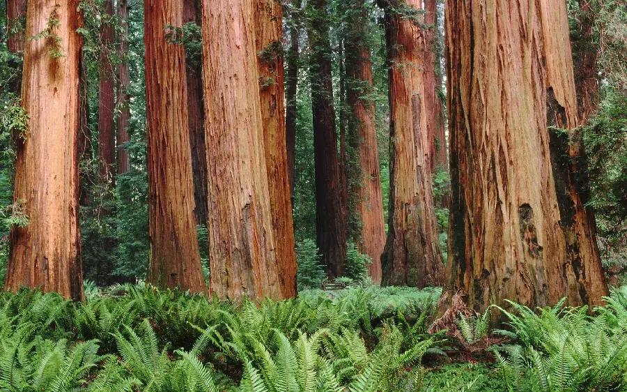 Beautiful photo of a tall sequoia tree for nature lovers