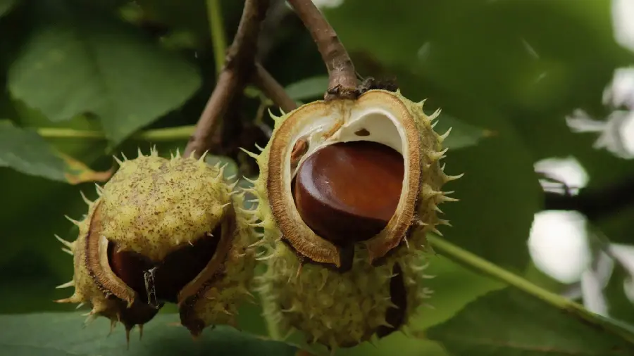 Download stock photo of a strange flower from the shrubs of the Amazon forest 