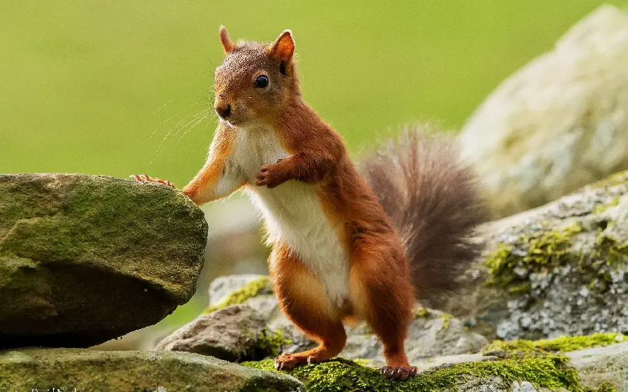 Cute fluffy squirrel and googly wallpaper for Windows