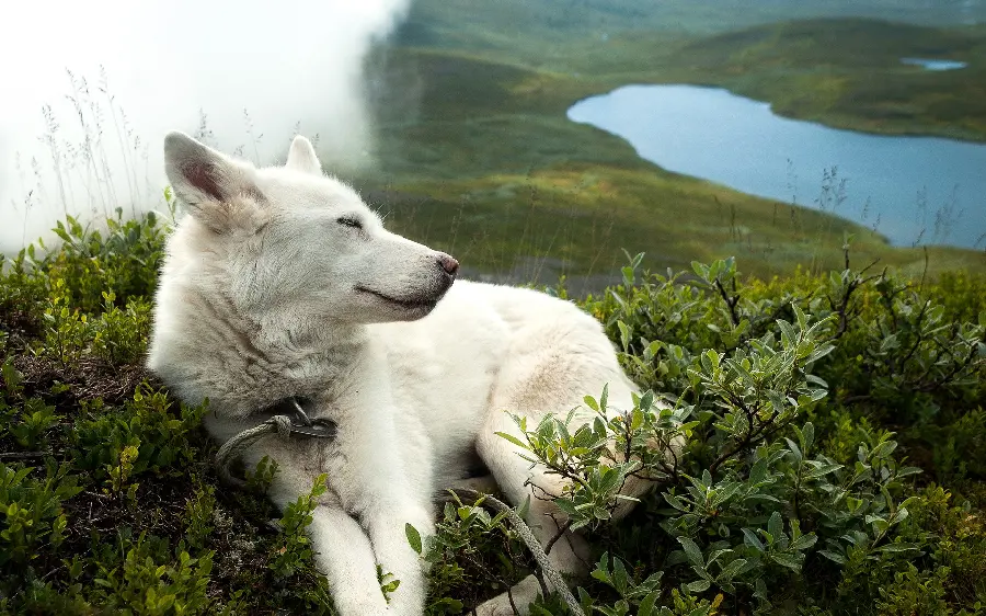 Selected Windows wallpaper 2023, beautiful white wolf 