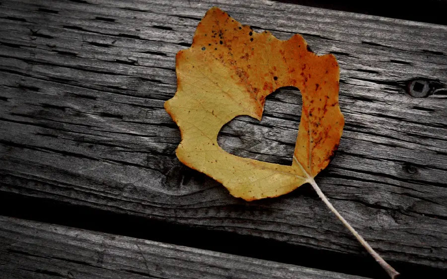 Free download of a very special and unique autumn leaf wallpaper for Windows