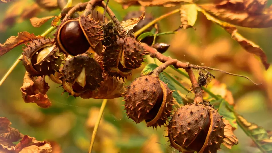 High quality wallpaper of acorns hanging on a tree