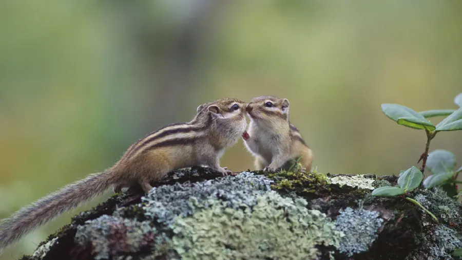 Spectacular and special background of loving bears for the desktop 2023