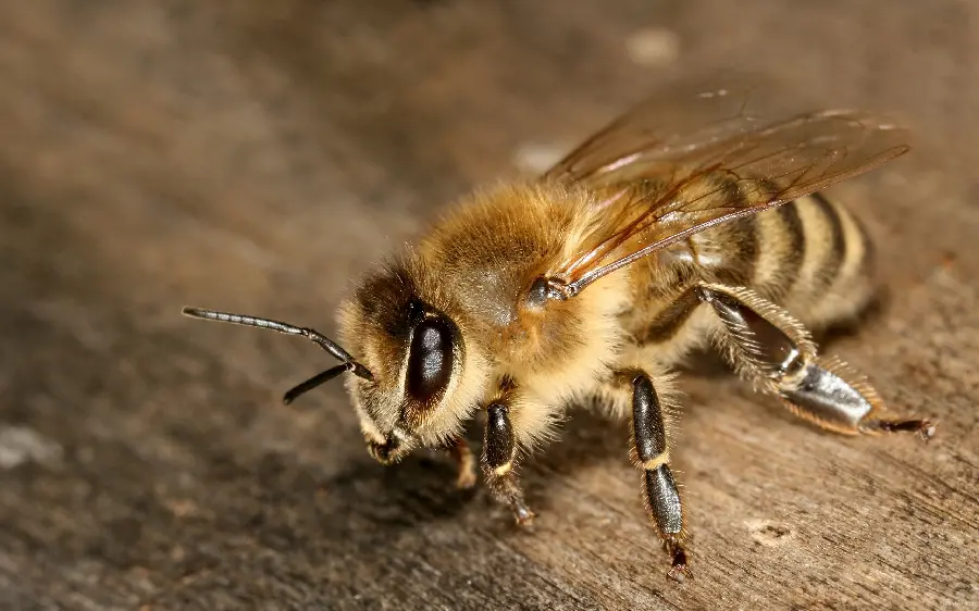 Photo taken from a close-up of a bee with a direct link 