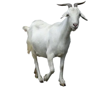 Real White Furry Goat PNG and Cropped Image 