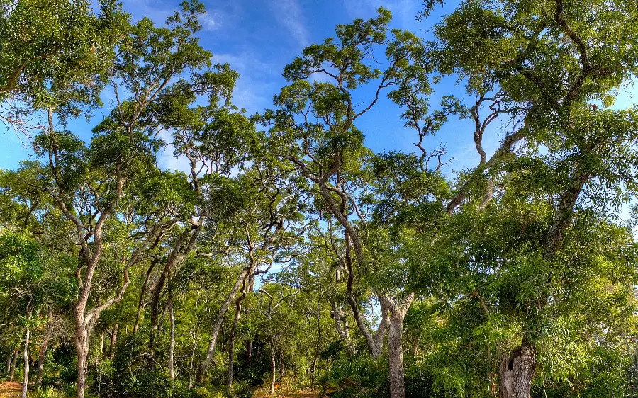 Download photo of natural landscape with lush trees and blue sky 