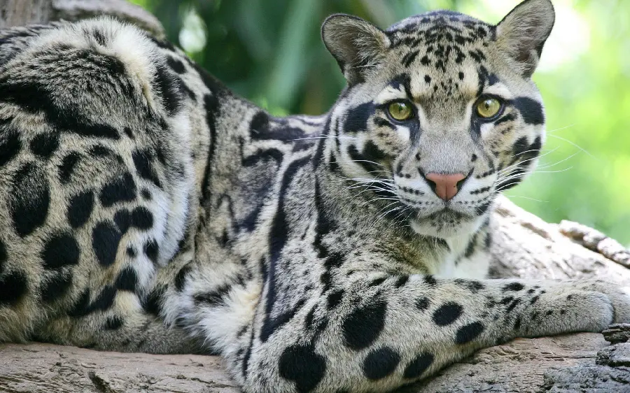 Cute and Googoli laptop background with animal and white leopard theme