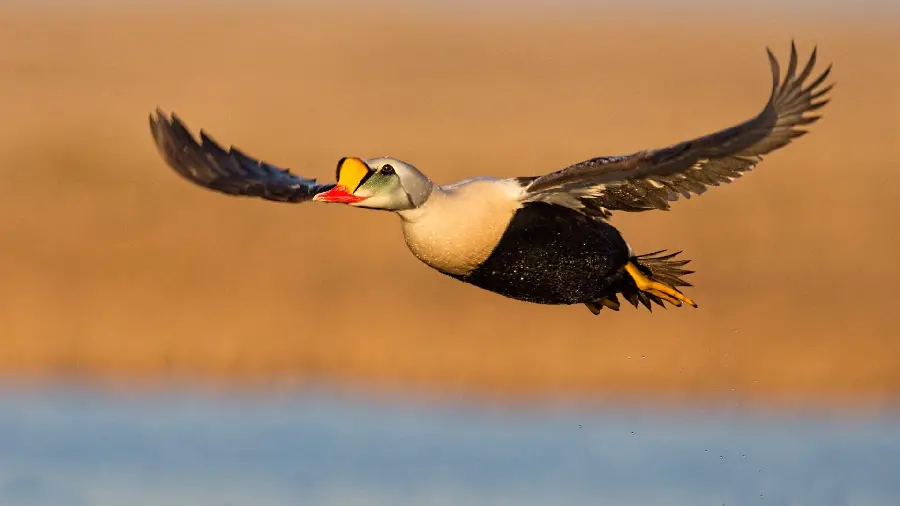 Photo of a speckled duck flying in a special and interesting way in 1403